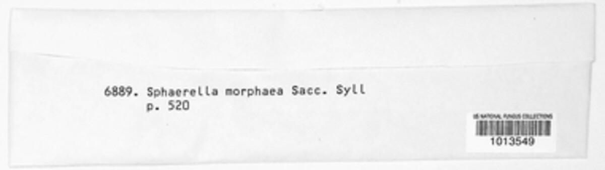 Mycosphaerella morphaea image